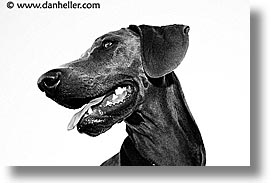 images/Topics/Pooches/Nox/sleek-1.jpg