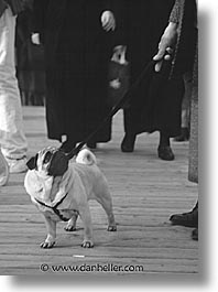 animals, black and white, canine, colors, come, dogs, italy, venice, vertical, photograph