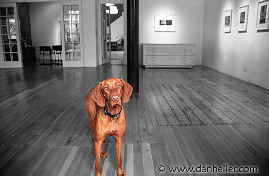 gallery-pooch.jpg