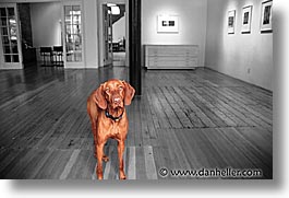 animals, black and white, canine, colors, dogs, gallery, horizontal, photograph