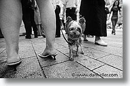 animals, black and white, canine, colors, dogs, horizontal, terrier, photograph