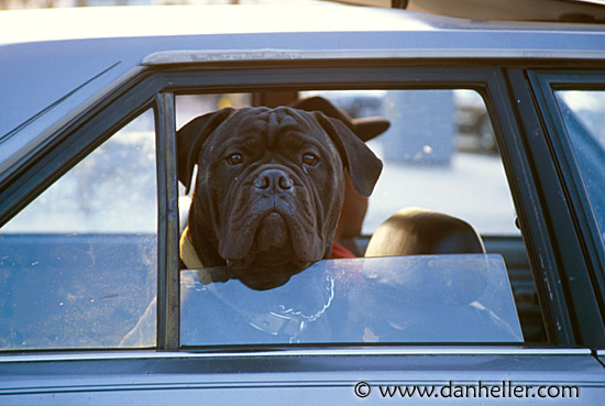 dog-car-window.jpg