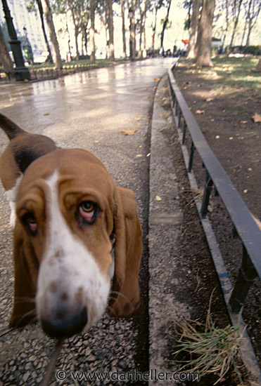 droopy-eyes.jpg