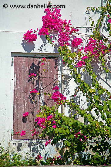 pink-bougainvillea-2.jpg