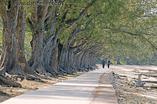 tree-tunnel-walk-1.jpg