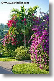 bahamas, bougainvilleas, capital, capital city, caribbean, cities, island-nation, islands, nassau, nation, resort, royal bahamian, sandals, tropics, vacation, vertical, photograph