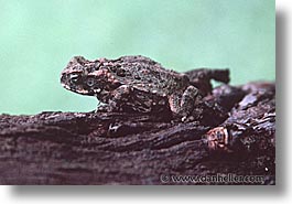 animals, horizontal, palau, tropics, photograph