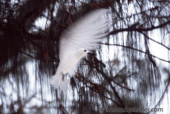 fairy-tern-1.jpg