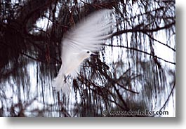 animals, fairies, flapping, horizontal, palau, tern, tropics, photograph