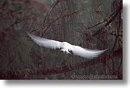 animals, fairies, flapping, horizontal, palau, tern, tropics, photograph