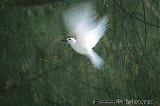 fairy-tern-3.jpg