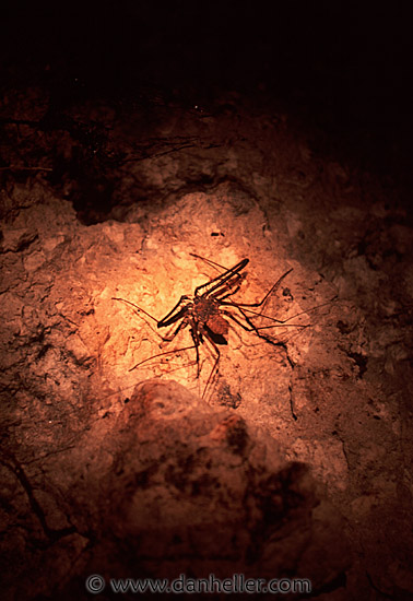 scorpion-spider.jpg