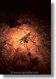 animals, palau, scorpion, spider, tropics, vertical, photograph