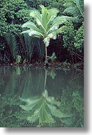 forests, palau, tropics, vertical, photograph