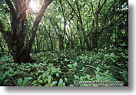 flare, forests, horizontal, palau, tropics, photograph