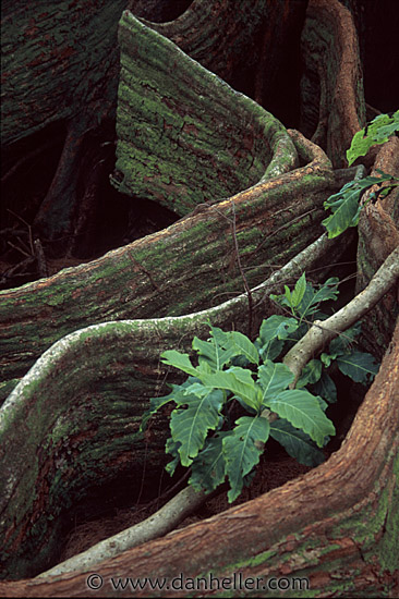 roots-n-leaves.jpg