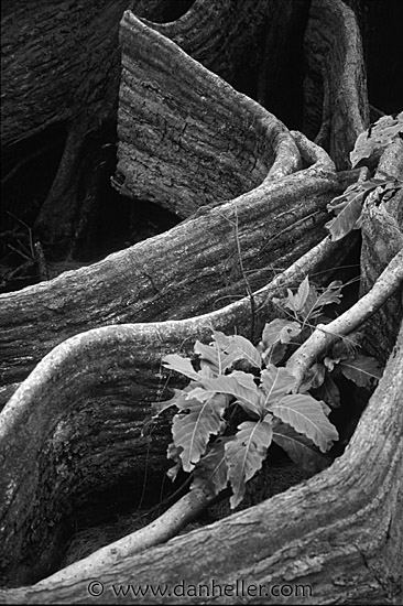 roots-n-leaves-bw.jpg