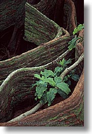 forests, leaves, palau, roots, tropics, vertical, photograph