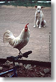 images/Tropics/Palau/Misc/rooster-n-dog.jpg