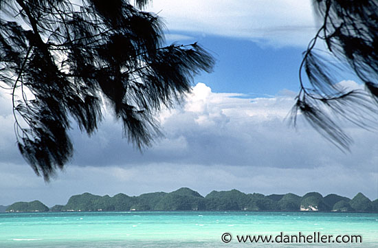 beach-trees.jpg