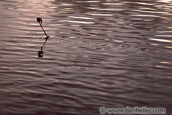 mangrove-sprout.jpg