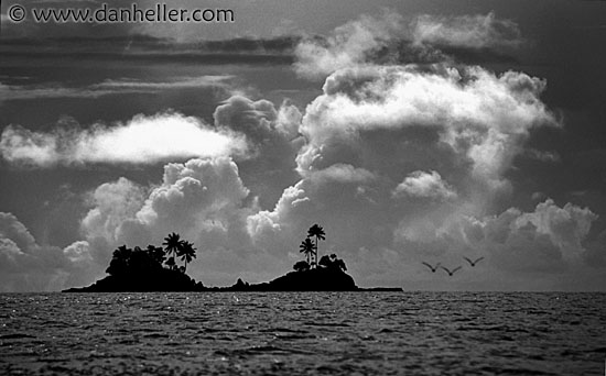 twin-island-palms-bw.jpg