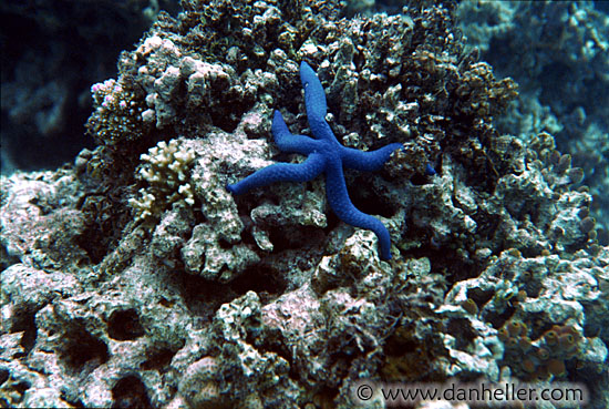 blue-starfish.jpg