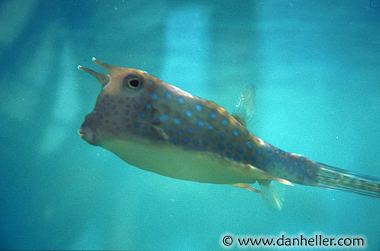 cowfish.jpg