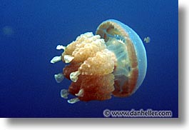 horizontal, jellyfish, palau, tropics, underwater, photograph