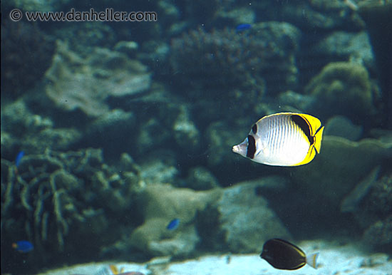 yellowfish.jpg