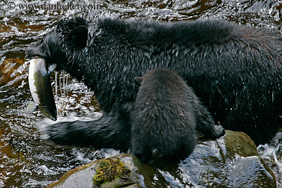 black-bear-catching-salmon-1.jpg