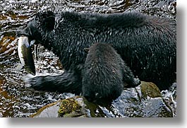 images/UnitedStates/Alaska/BlackBears/black-bear-catching-salmon-1.jpg