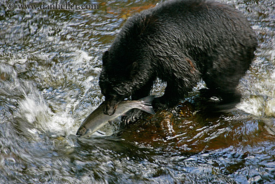 black-bear-catching-salmon-2.jpg