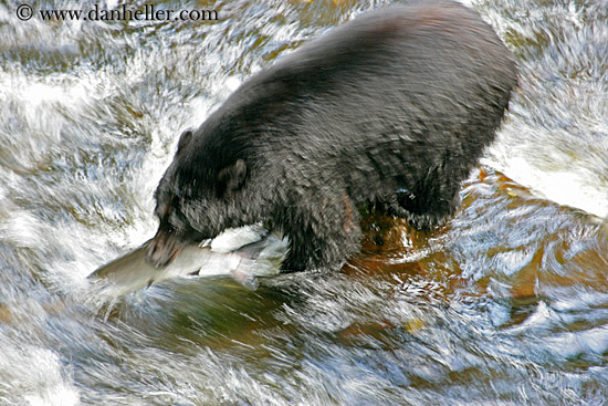 black-bear-catching-salmon-3.jpg