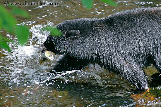 black-bear-catching-salmon-4.jpg