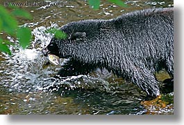images/UnitedStates/Alaska/BlackBears/black-bear-catching-salmon-4.jpg