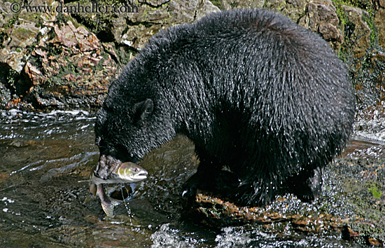 black-bear-catching-salmon-5.jpg