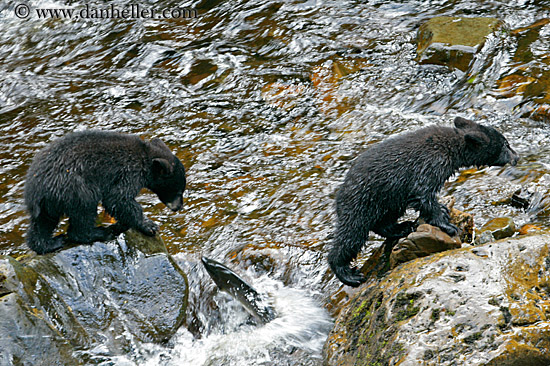 black-bear-cubs-1.jpg