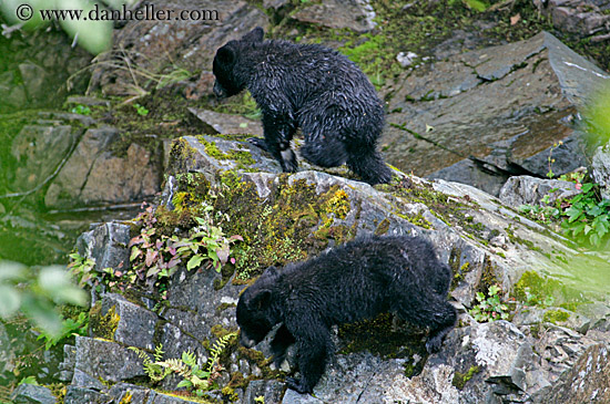 black-bear-cubs-2.jpg