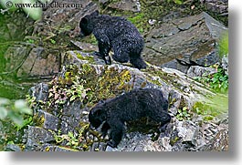 alaska, america, bears, black, black bears, cubs, horizontal, north america, rivers, united states, photograph