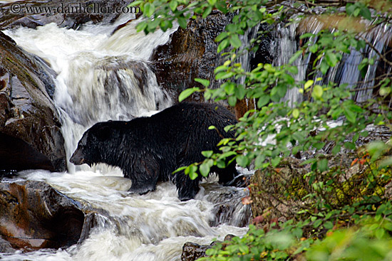 black-bear-in-water-2.jpg