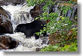 alaska, america, bears, black, black bears, horizontal, north america, rivers, united states, water, photograph
