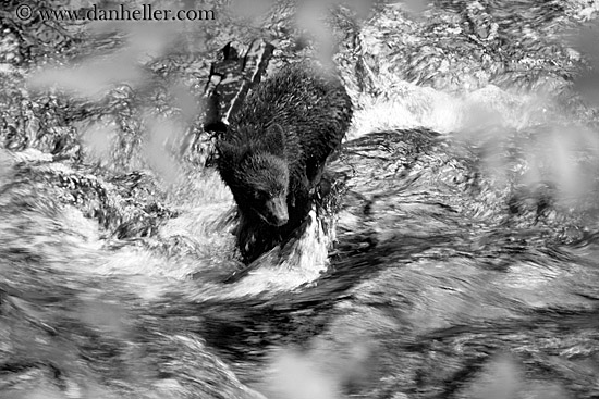 black-bear-in-water-3-bw.jpg