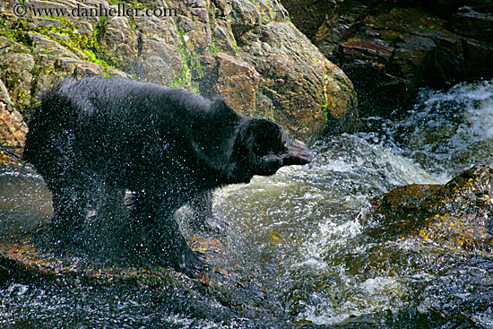 black-bear-spin-dry-1.jpg