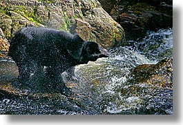 images/UnitedStates/Alaska/BlackBears/black-bear-spin-dry-1.jpg