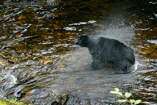 black-bear-spin-dry-2.jpg