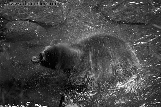 black-bear-spin-dry-3-bw.jpg