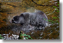 images/UnitedStates/Alaska/BlackBears/black-bear-spin-dry-5.jpg