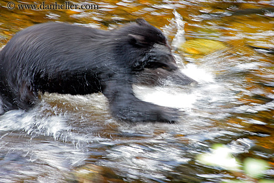 black-bear-trouncing.jpg
