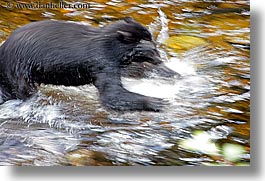 images/UnitedStates/Alaska/BlackBears/black-bear-trouncing.jpg